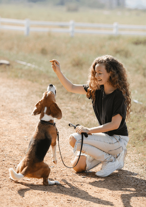 Hundekurse bei Dual Tactics