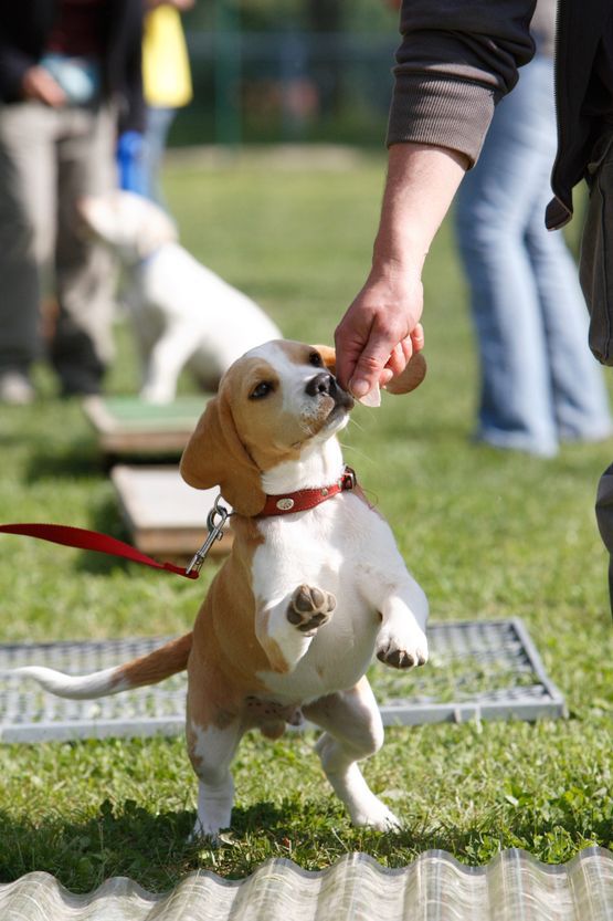 Hunde im Training