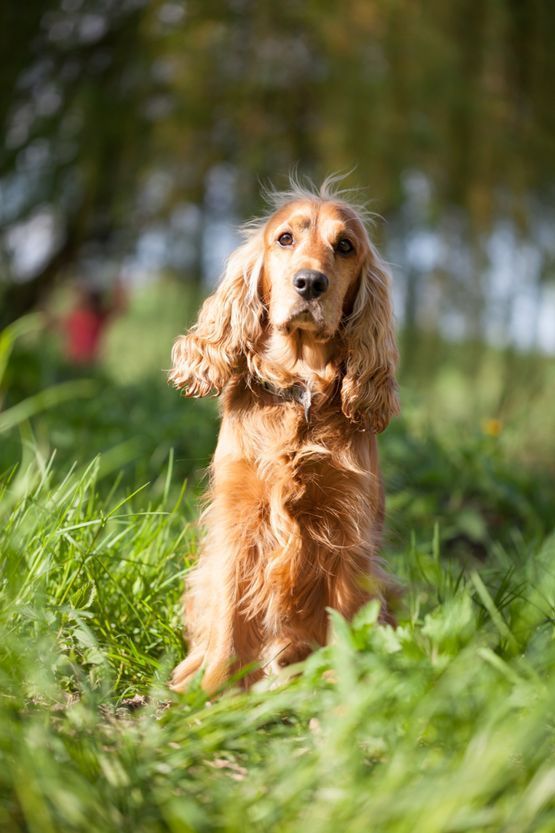 Hundetraining Impression